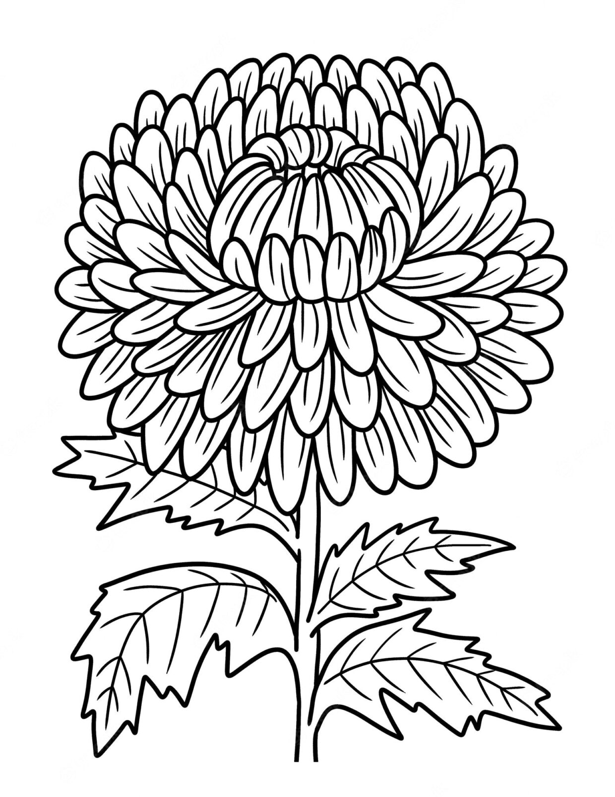 Ausmalbilder Chrysanthemen 1
