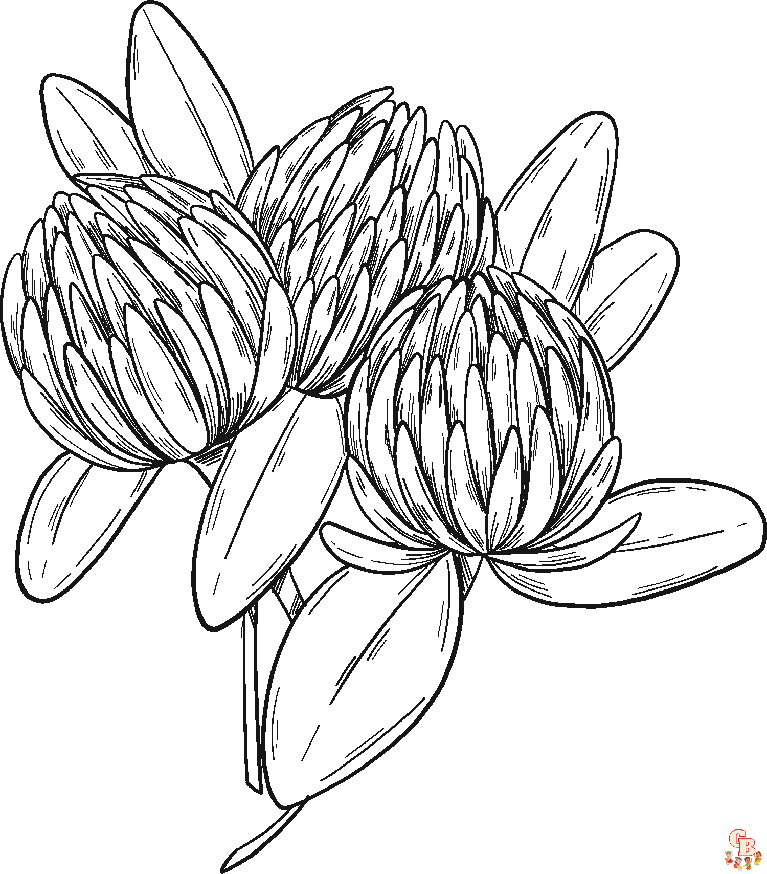 Ausmalbilder Protea
