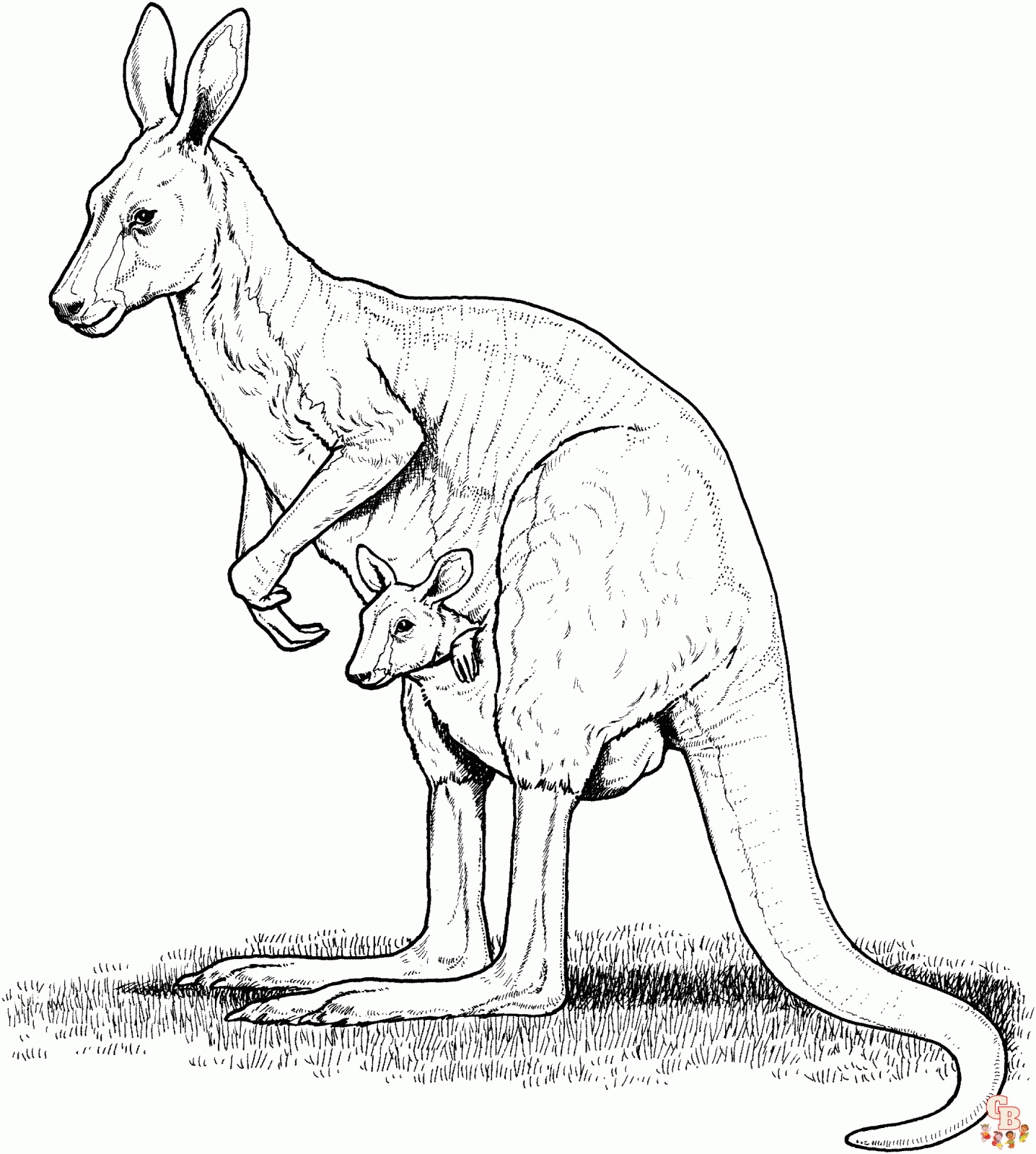 Kaenguru zum ausmalen