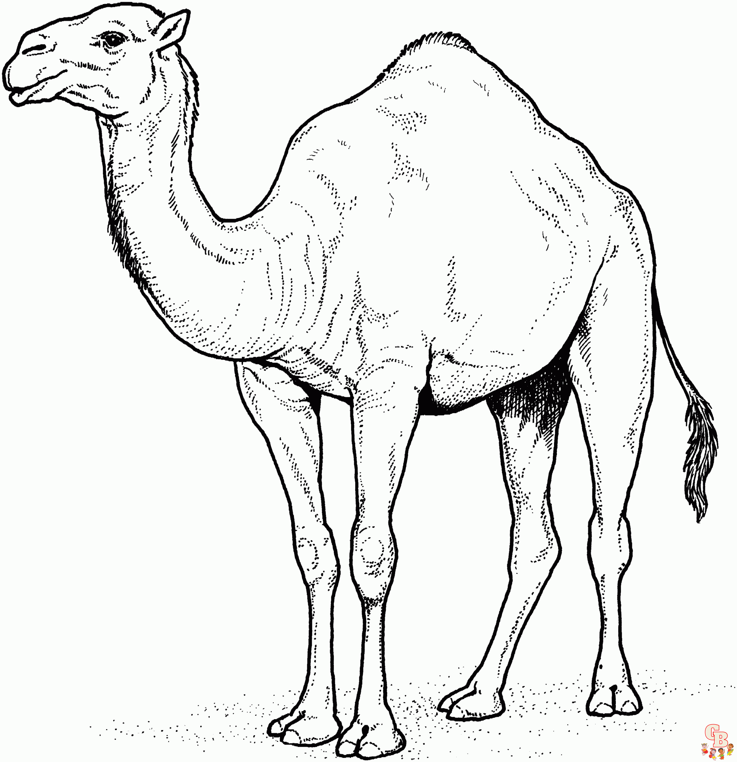 Kamel ausmalbilder zum ausdrucken