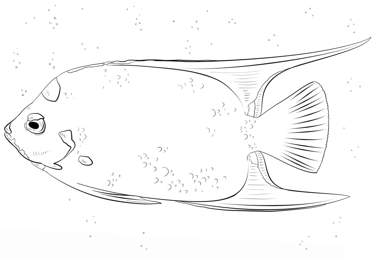 Koenigin Kaiserfisch zum ausmalen