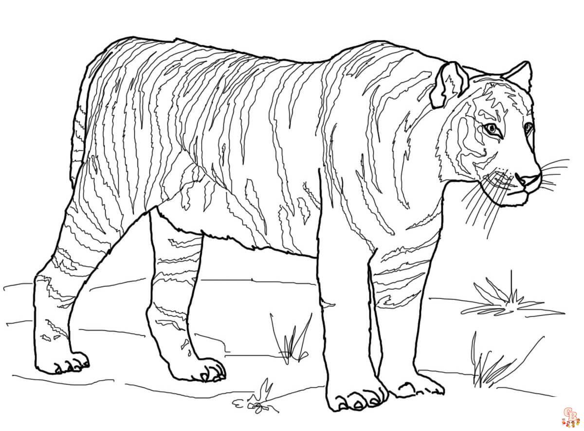 Malvorlagen Weisser Bengalischer Tiger
