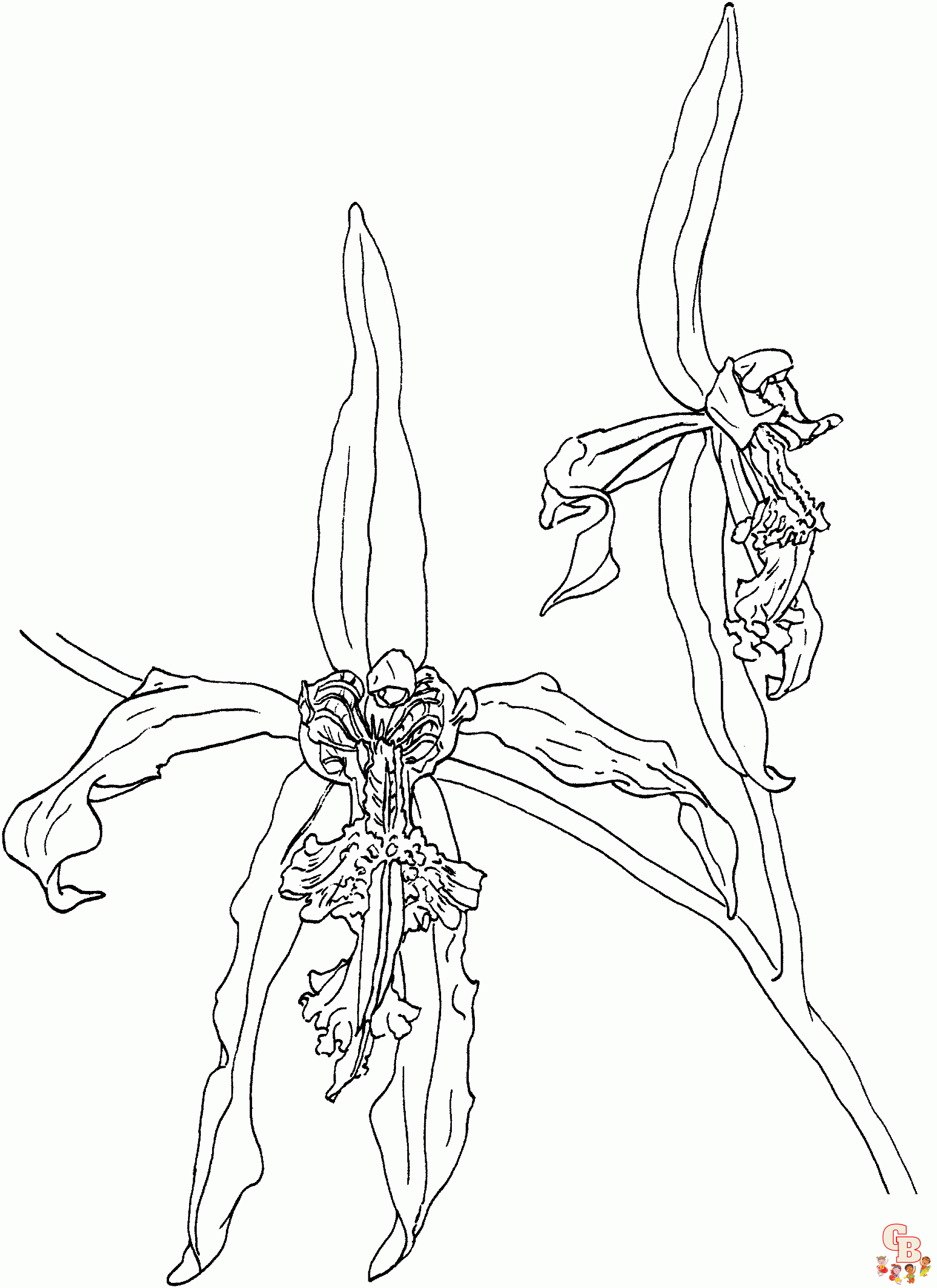 Orchidee ausmalbilder zum ausdrucken