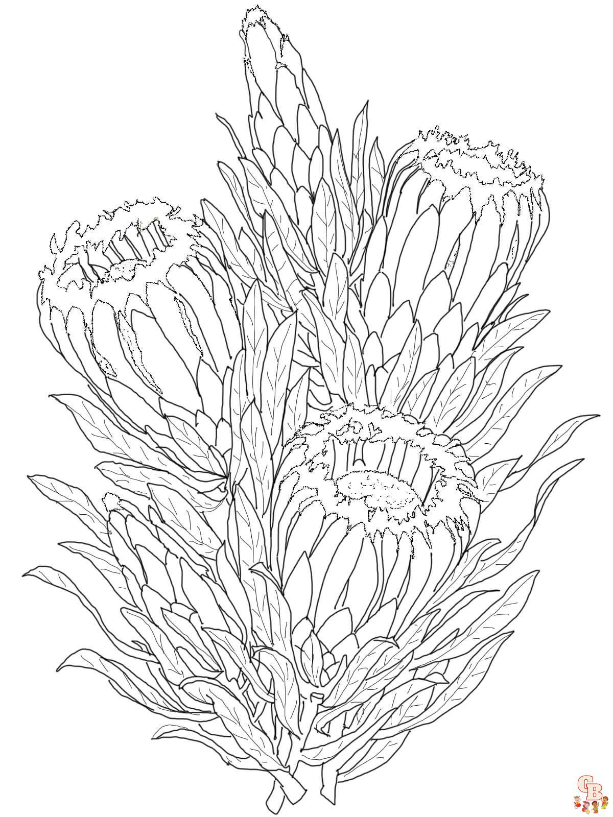 Protea ausmalbilder zum ausdrucken