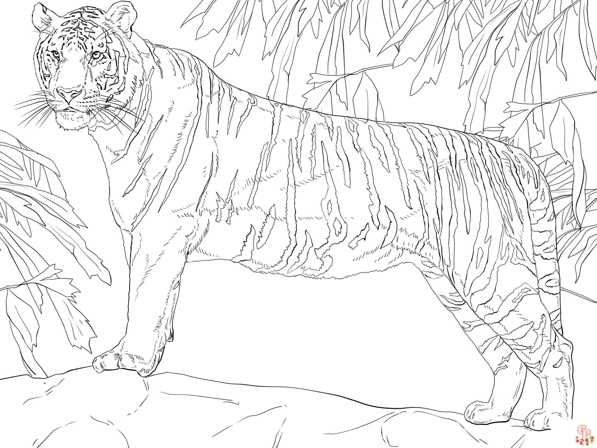 ausmalbilder kostenlosWeisser Bengalischer Tiger 2