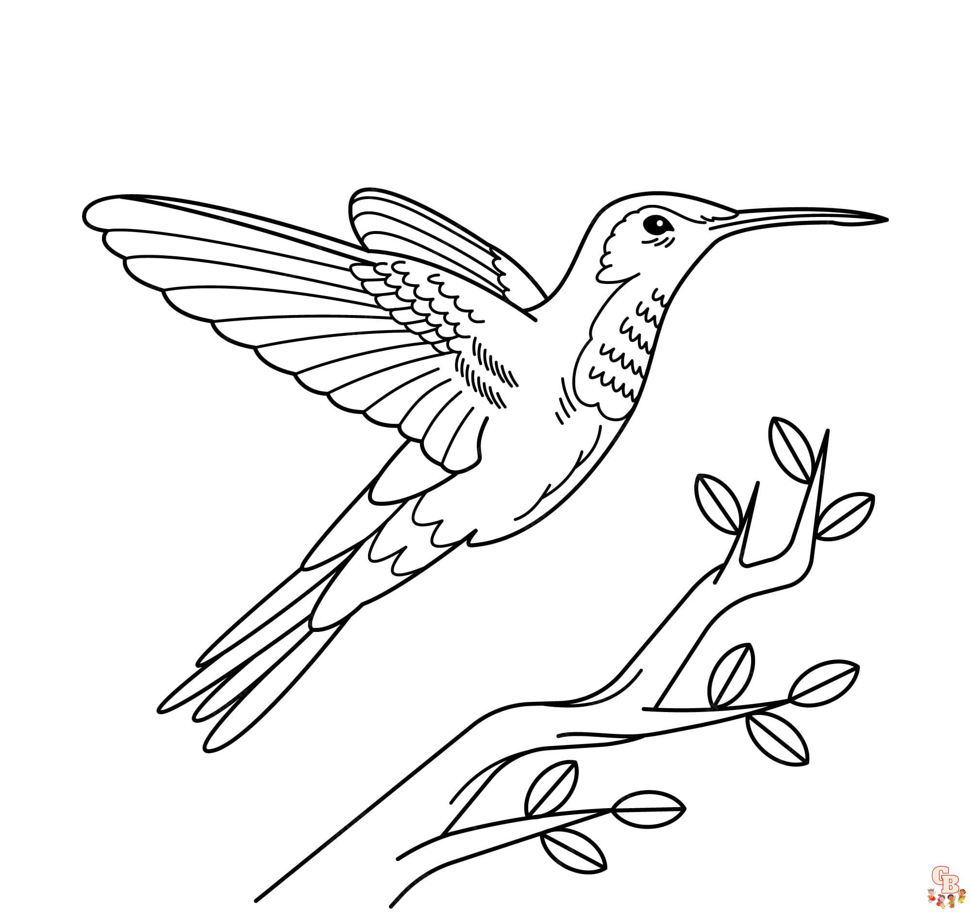 kolibri ausmalbilder fuer Erwachsene