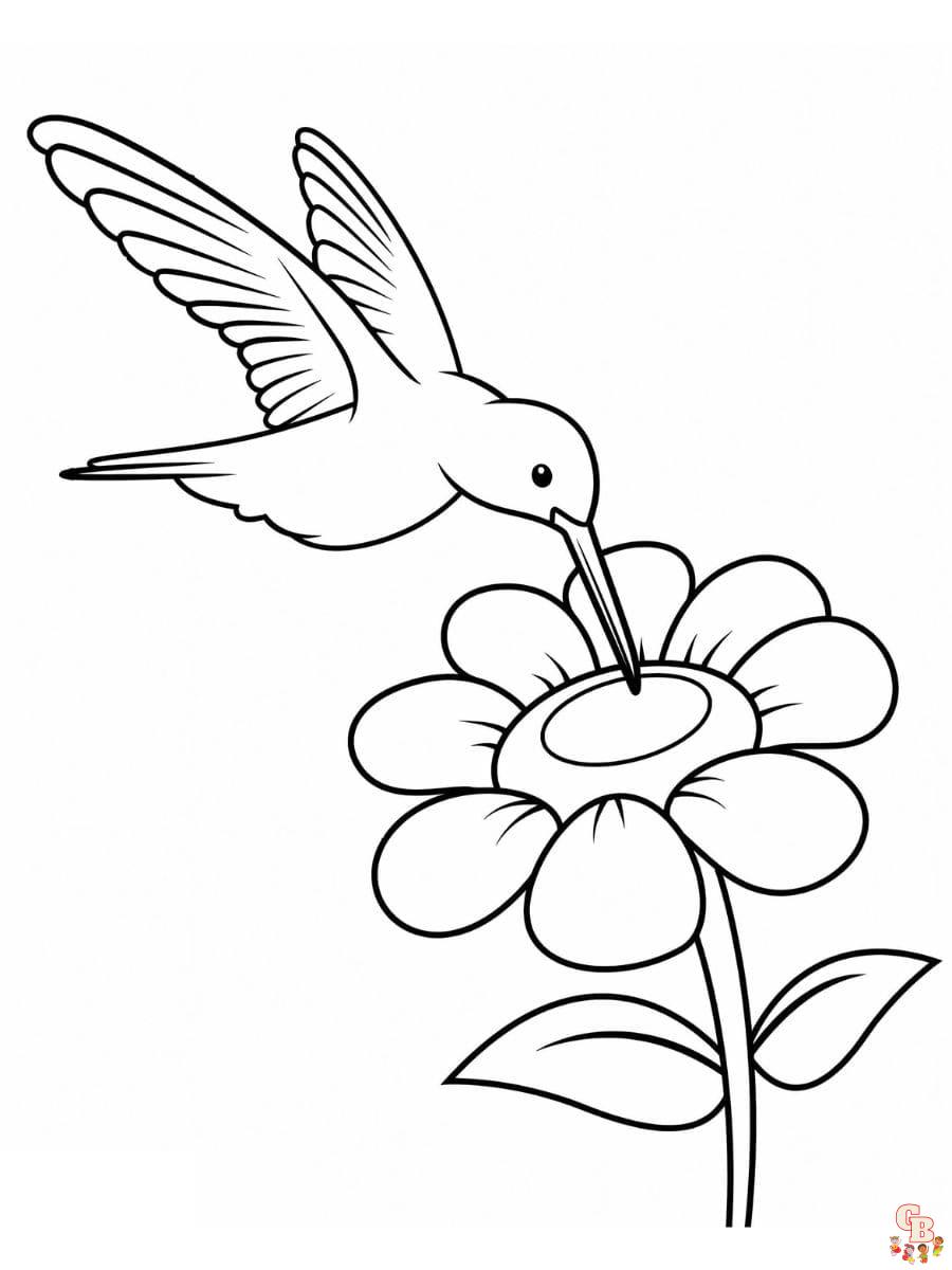 kolibri ausmalbilder