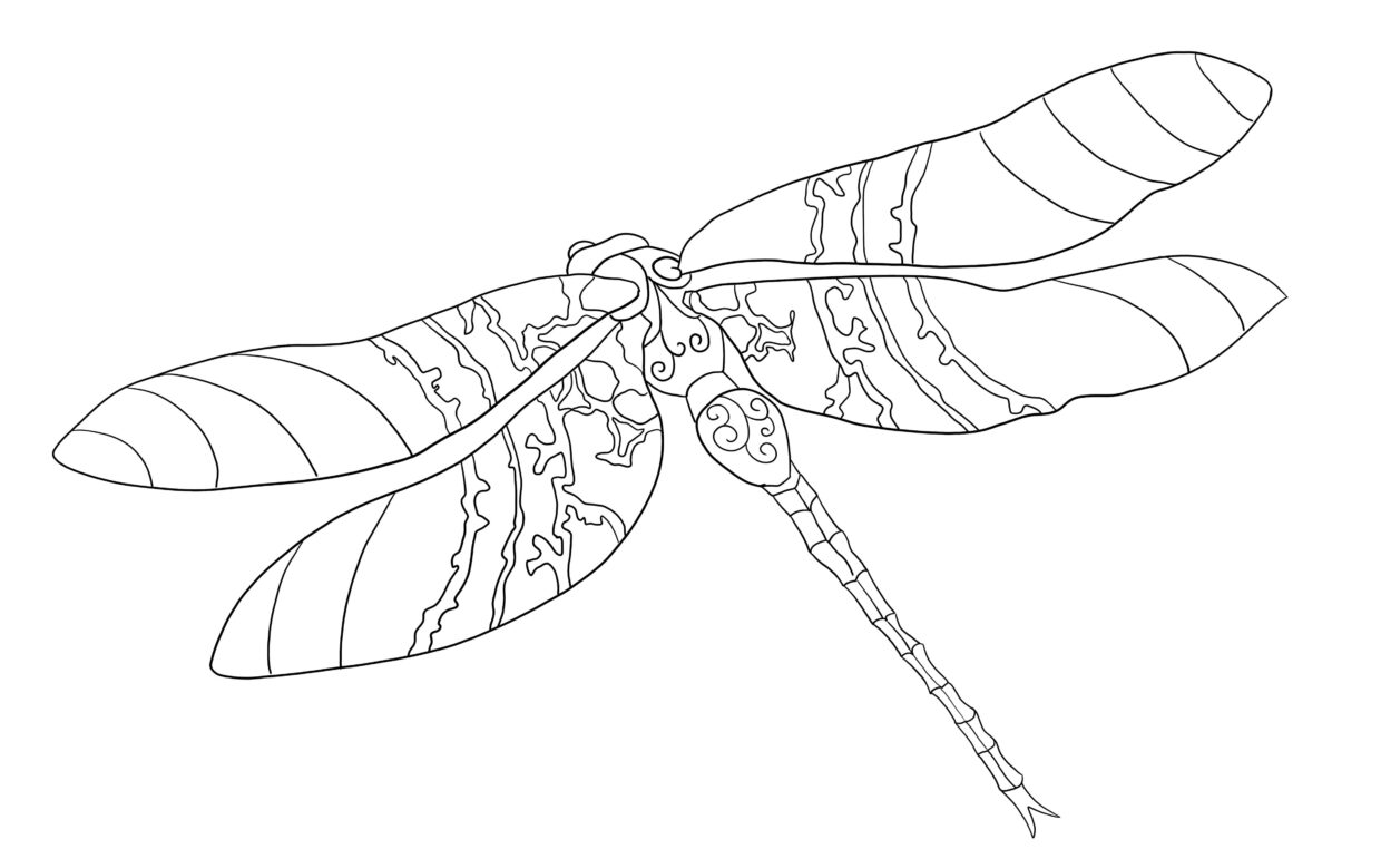 Ausmalbilder Libellen: Entdecke die Welt der Libellen mit deinen eigenen Farben!